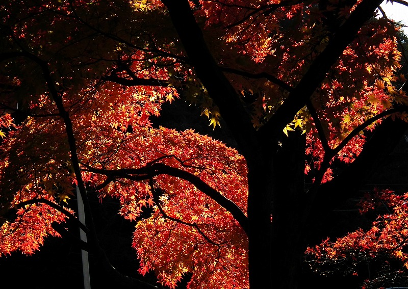 a0018655_16424885.jpg