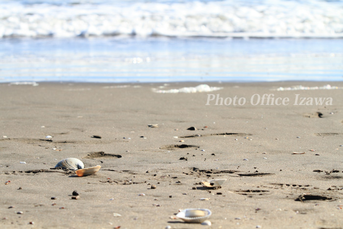 冬の海岸と貝殻・・・_c0181958_256327.jpg