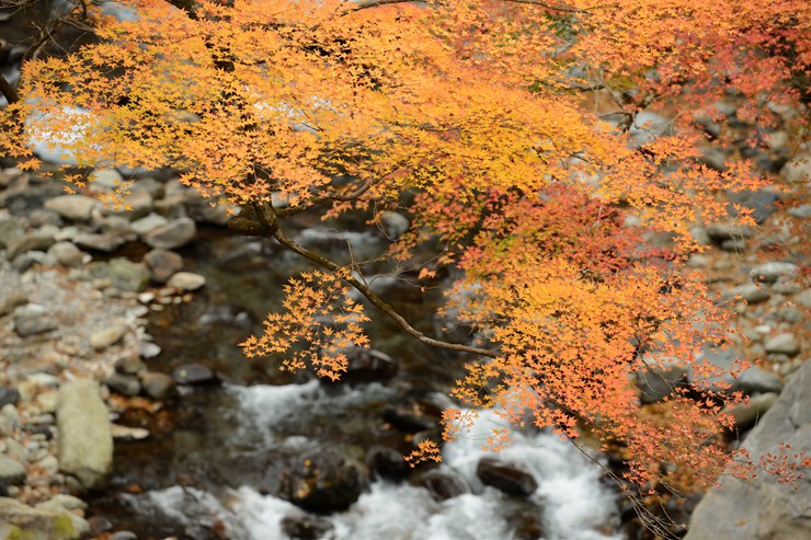 奥秩父 中津峡 持桶女郎もみじ 3 ~紅葉~_f0222161_1054223.jpg