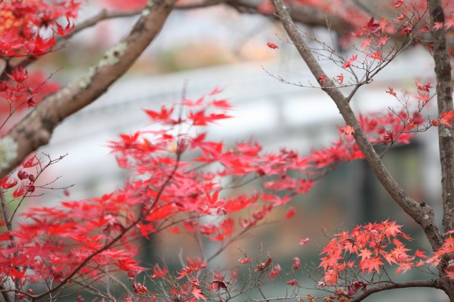 紅葉の南禅寺・永観堂_b0131362_9172446.jpg