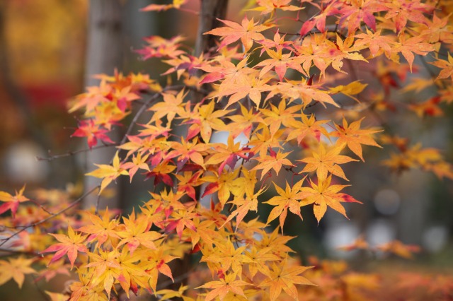 紅葉の南禅寺・永観堂_b0131362_917317.jpg