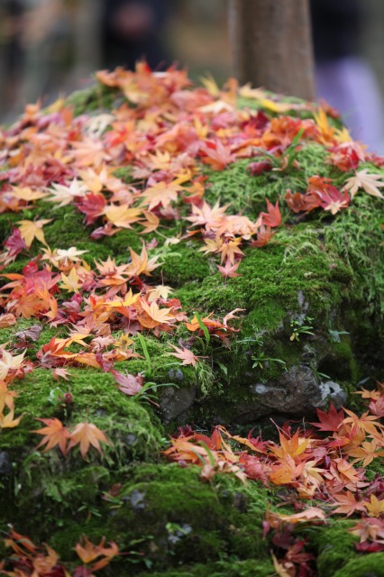 紅葉の南禅寺・永観堂_b0131362_921556.jpg