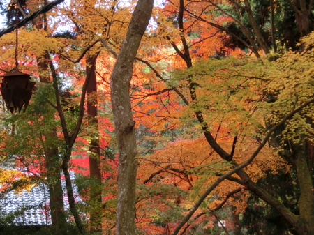 三滝寺の紅葉_d0105063_10242949.jpg