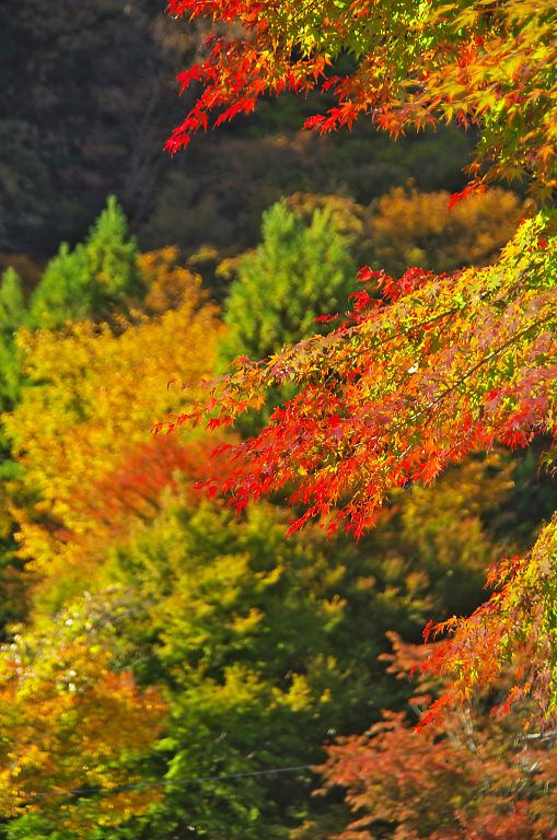 伊勢原　大山阿夫利神社下社(１１月２０日）_c0057265_3203566.jpg