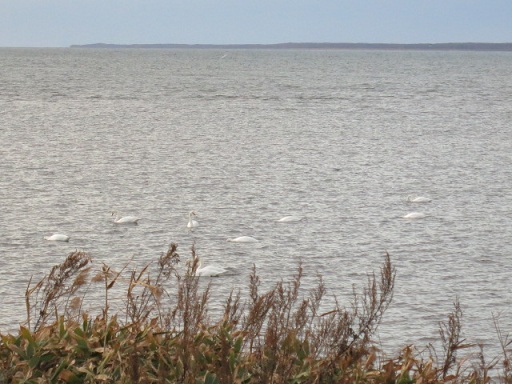 c0229165_8372661.jpg