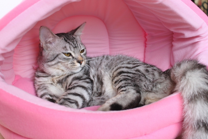 ☆新しく猫を飼おうと考えている方へ☆_c0245679_16491755.jpg