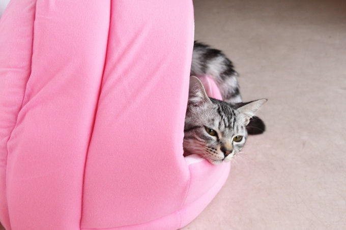 ☆新しく猫を飼おうと考えている方へ☆_c0245679_18157.jpg