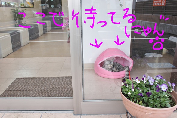 ☆新しく猫を飼おうと考えている方へ☆_c0245679_18332810.jpg