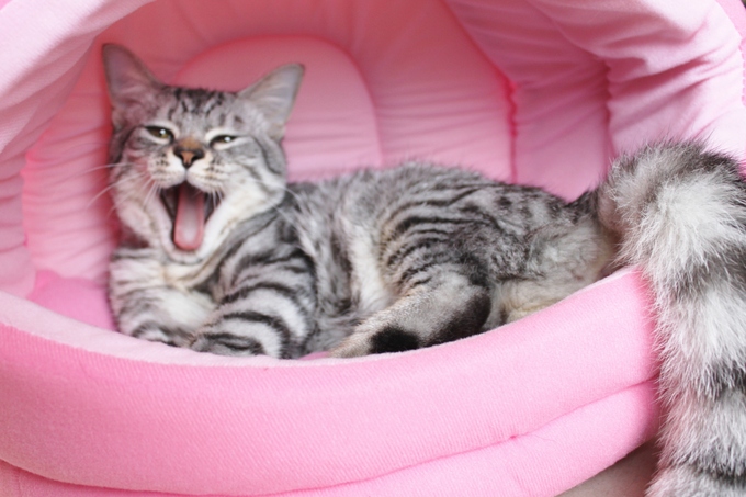 ☆新しく猫を飼おうと考えている方へ☆_c0245679_1861957.jpg