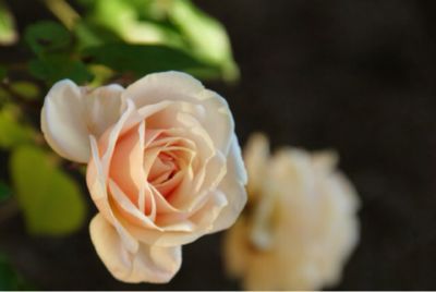 アメージングガーデン ２０１２年_a0175282_23305869.jpg