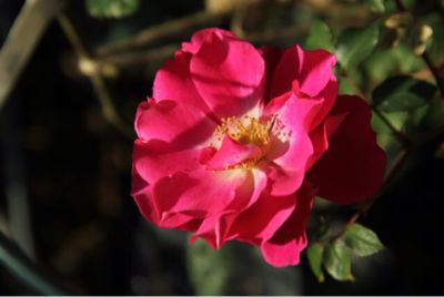 アメージングガーデン ２０１２年_a0175282_23305929.jpg