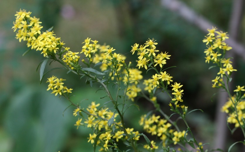 秋の庭の花たち アキノキリンソウ ミヤマトリカブト 寧楽悠々自然流