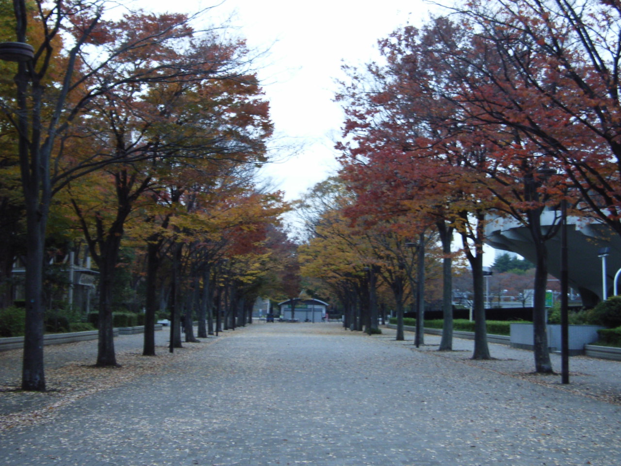 11月26日　代々木公園_e0188287_934784.jpg