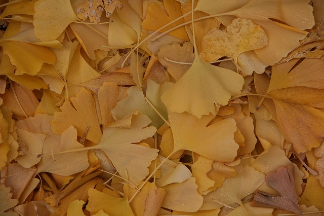 a0123003_2329477.jpg