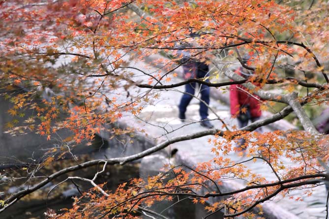 嵐山渓谷の紅葉　(12/11/27)_a0087804_15155010.jpg