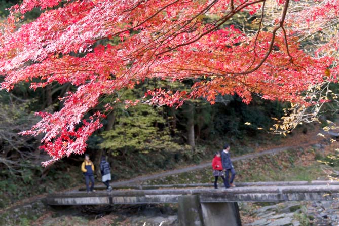 嵐山渓谷の紅葉　(12/11/27)_a0087804_1516356.jpg