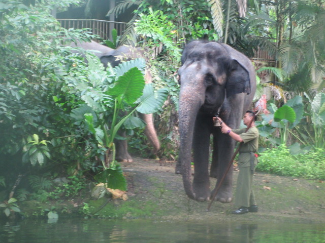 超お勧め☆朝のシンガポール動物園_c0212604_6374075.jpg