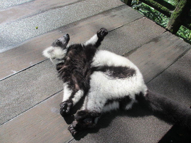 超お勧め☆朝のシンガポール動物園_c0212604_6513589.jpg