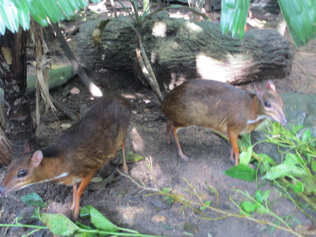 超お勧め☆朝のシンガポール動物園_c0212604_7121657.jpg