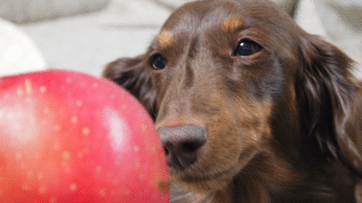 c0222805_333527.gif