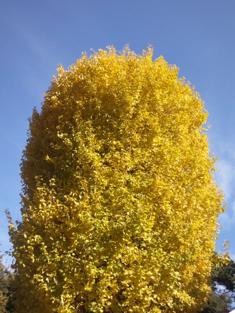 e0252905_4234252.jpg