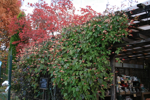 a0139007_17264399.jpg