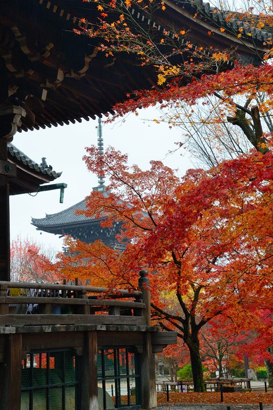 2012京都の紅葉・真如堂_f0032011_19454051.jpg