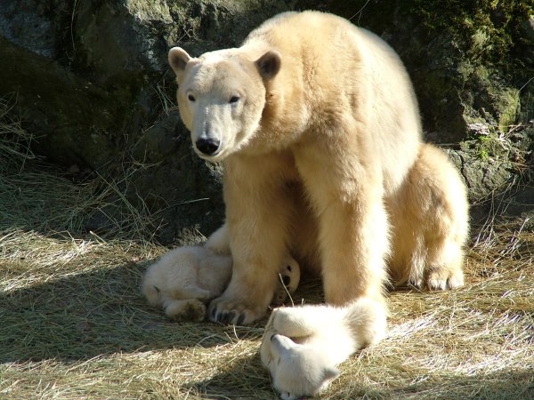 チェコ・ブルノ動物園で誕生の双子の赤ちゃん、最初で最大の関門を乗り切るか？  ～　緊張のブルノ動物園_a0151913_10342825.jpg