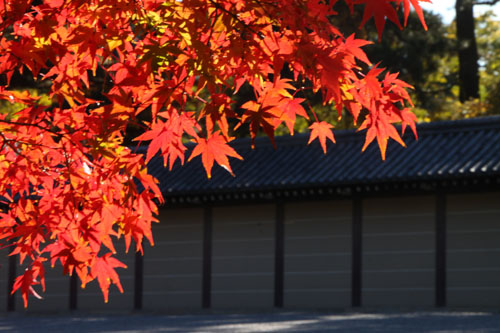 紅葉だより57　京都御苑　紅葉盛り_e0048413_2111312.jpg