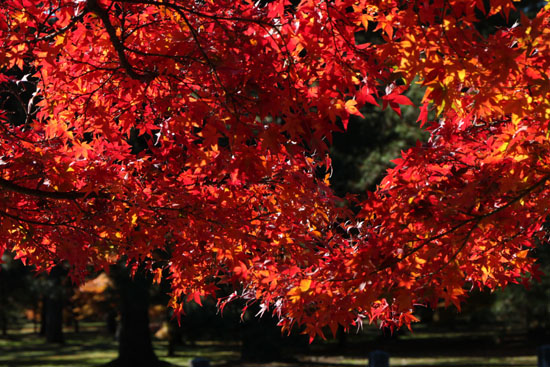 紅葉だより57　京都御苑　紅葉盛り_e0048413_2112450.jpg