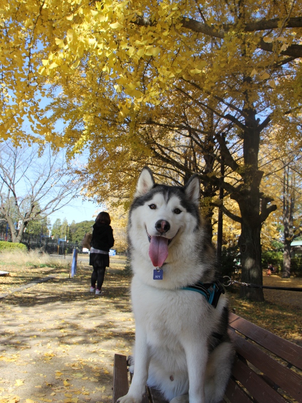 昭和記念公園に紅葉狩りにGo!@2012 -2_b0207615_21213951.jpg