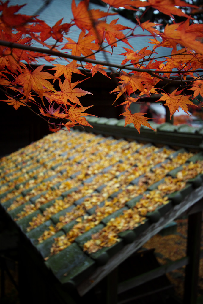 2012 紅葉オフ♪ -1-_f0004525_21574593.jpg