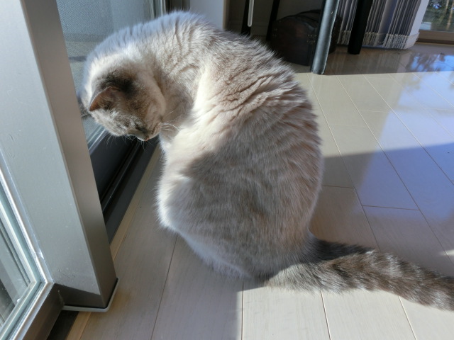 c0006826_8263410.jpg