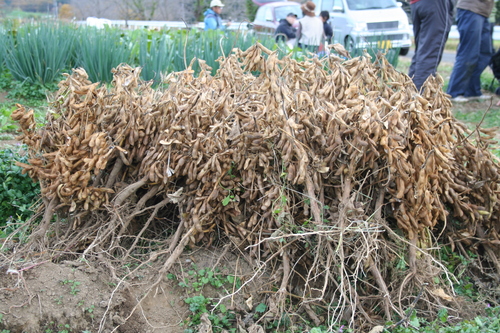 c0167329_16491830.jpg