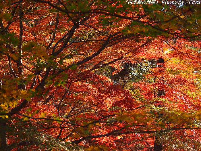 錦秋の武蔵丘陵森林公園(3)～赤へのこだわり～_a0195032_20541847.jpg