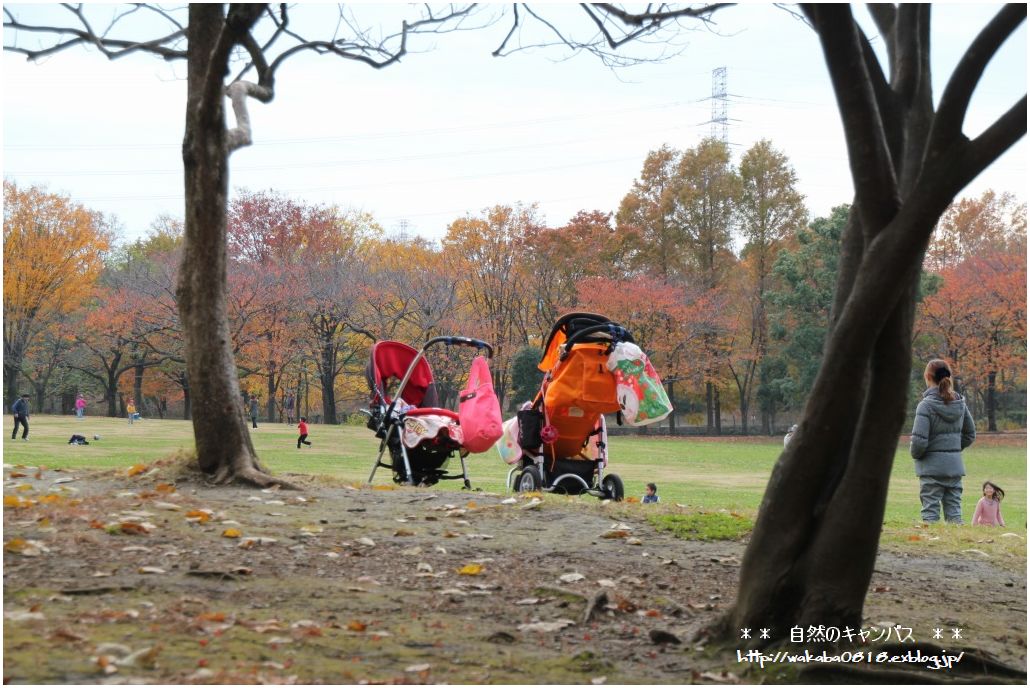 そうか公園の紅葉と冬鳥！！！_e0052135_2213174.jpg