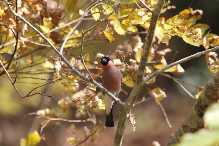 2012.11.24 早戸川林道(3)アカウソ、ベニマシコ_c0269342_15213795.jpg