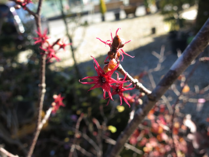 斑入りマルバノキ・恵那錦【現品】管理214 【植木・苗木・庭木・家庭