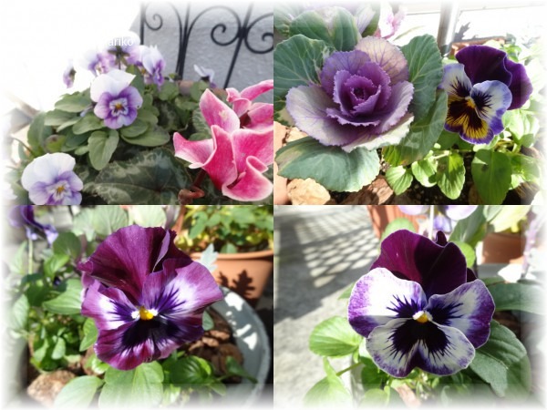 初冬の花_d0165645_1030348.jpg