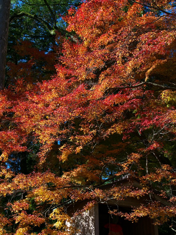 紅葉と 愉快犯と_f0002946_022776.jpg