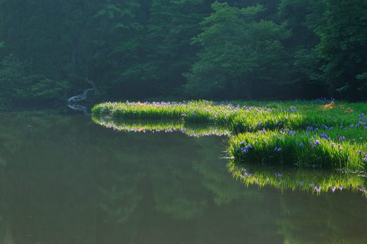 カキツバタ③_a0287347_174451.jpg