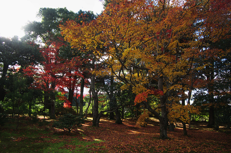 晩秋の修学院離宮（下離宮編）_f0155048_22111467.jpg