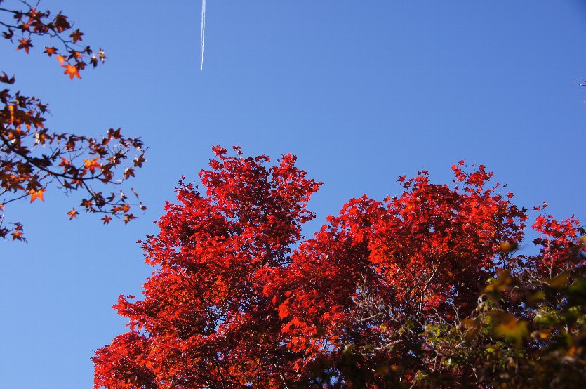 京の紅葉に飛行機雲 暮らし英語楽しみながら