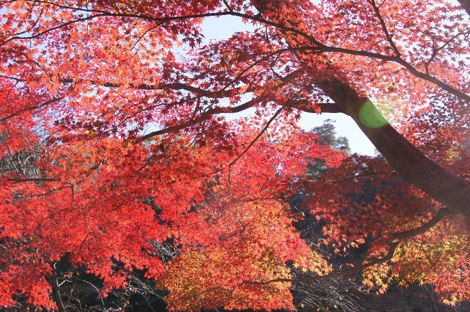 京の紅葉に飛行機雲 暮らし英語楽しみながら