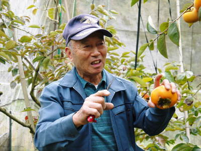 太秋柿 古川果樹園 プレミアムのさらに上!「極(きわみ)」販売中!_a0254656_1747856.jpg