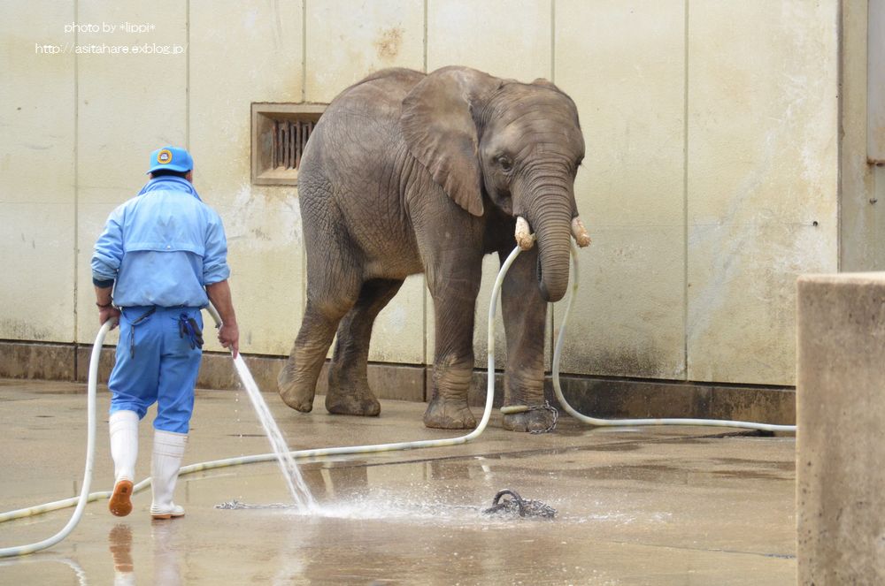 アフリカゾウの砥夢くん　東京へ・・・_b0024758_129787.jpg