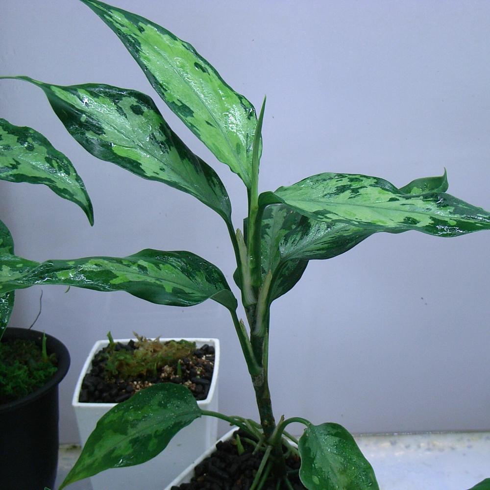 Aglaonema pictum 'tricolor' 西スマトラ産 : aqu@raceae