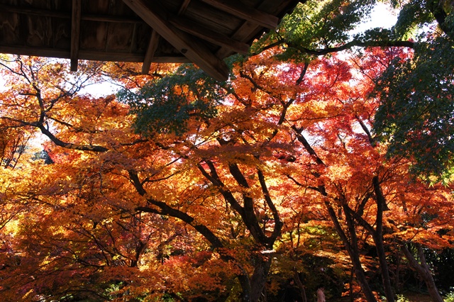 京都の紅葉2012     　　  宝筐院_e0177271_1826569.jpg