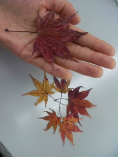 紅葉2012_b0143976_11533039.jpg