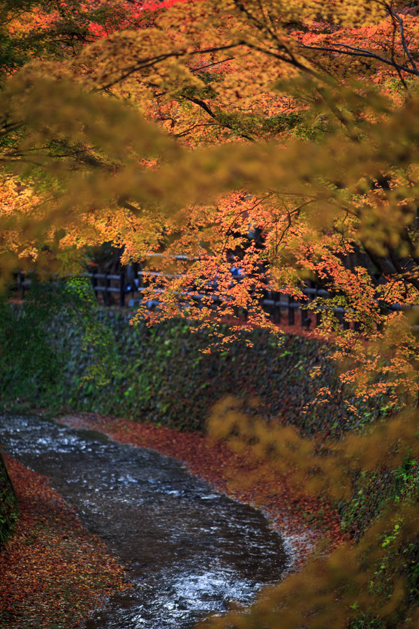 紅葉！　～北野天満宮～_b0128581_211104.jpg